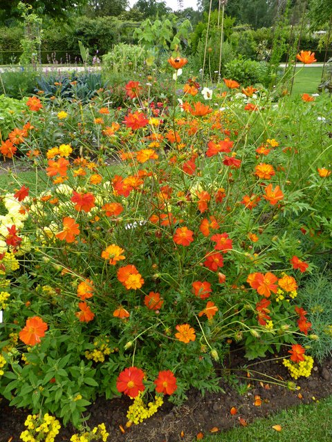 Cosmos sulphureus 'Diablo'